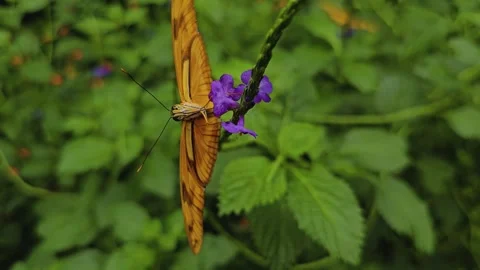 Close up of an orange butterfly Stock Footage 259613458