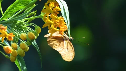 Close up of an orange butterfly  Stock Footage 270479365