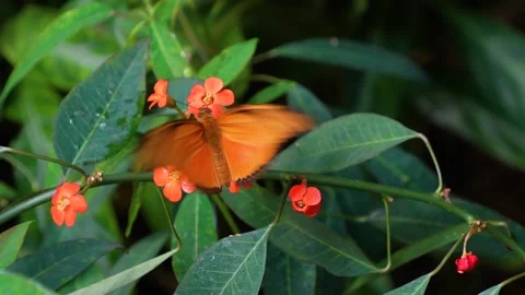 Close up of an orange butterfly Stock-Footage 272301017
