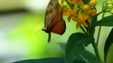 Close up of orange butterfly, Stock Footage 272337539