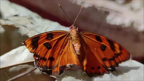 Close-up of orange butterfly moving its wings, sitting on leaf Stock Footage 256904326