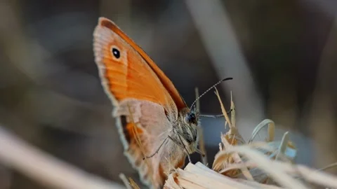 Close up of orange butterfly sitting on a dead wood grass Stock Footage 313013671