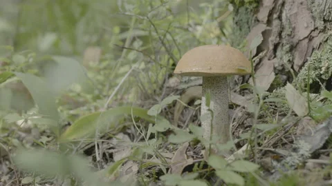 A close up of orange-cap boletus Stock Footage 151832743