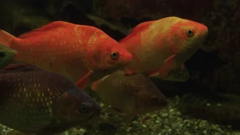 Close up of an orange carp fish Stock Footage 234171866