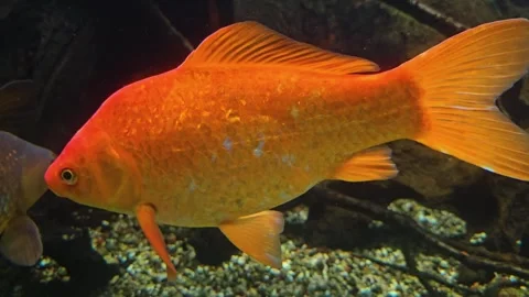Close up of orange carp fish Stock Footage 295214599