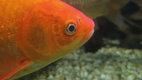 Close up of orange carp fish head Stock Footage 295213307