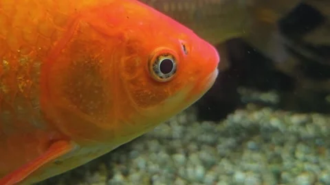 Close up of an orange carp fish head floating underwater Stock Footage 295230380