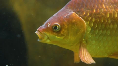 Close up of orange carp Stock Footage 234118079