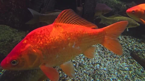 Close up of an orange carp Stock Footage 257347901
