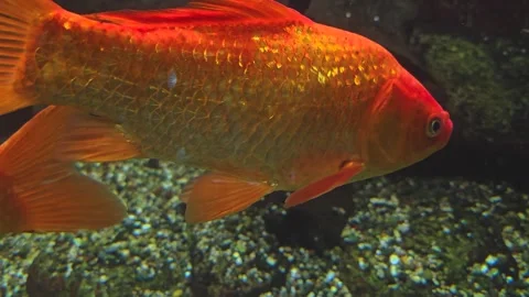 Close up of an orange carp  Stock Footage 257350593