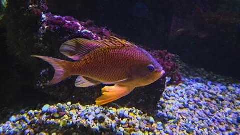  Close up of an orange carp  Stock Footage 257351273