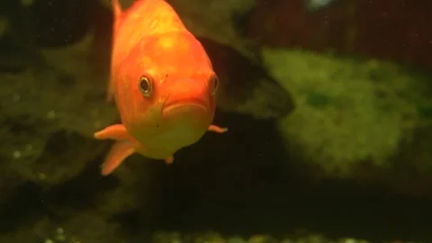 Close up of orange carp Stock Footage 272736645