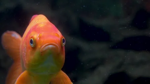 Close up of orange carp  Stock Footage 278010605