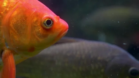 Close up an orange carp head Stock Footage 278014209