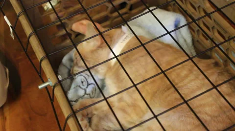 Close up orange cat in crate sleeping; woman hand pets cat. Stock Footage 35577332