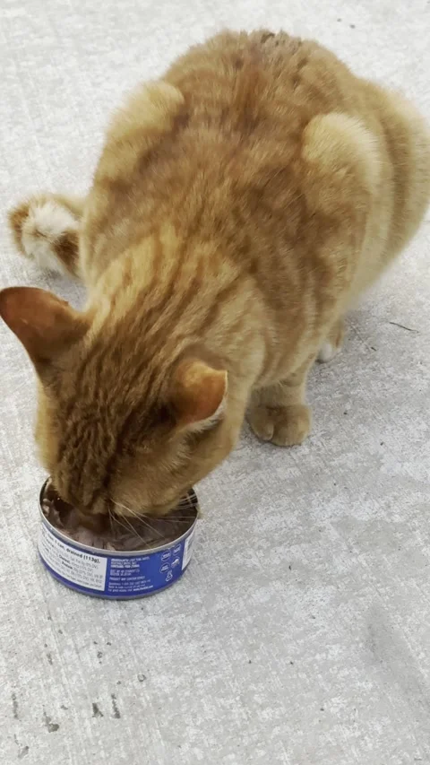 Close Up of Orange Cat Eating from Can Stock Footage 344601357