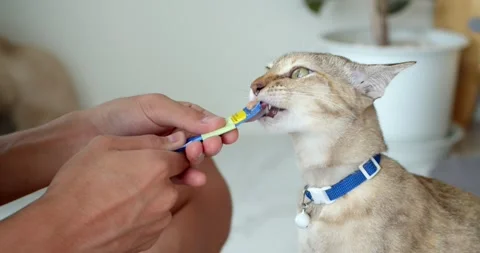 Close up orange cat eats liquid food licking the package from man hand at home. Stock Footage 252294981