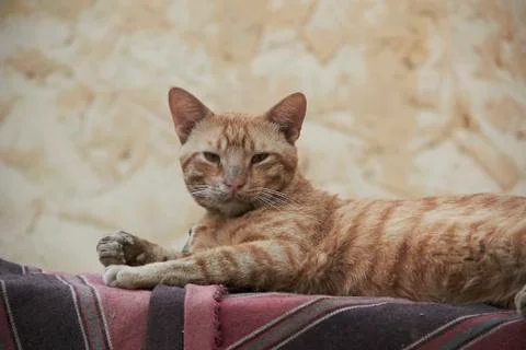 Close up for an orange cat laying down on a colorfull mat at day. Stock Photos