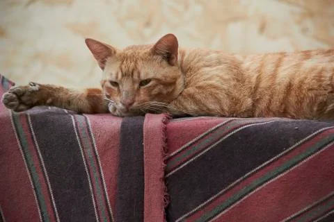 Close up for an orange cat laying down on a colorfull mat at day. Stock Photos