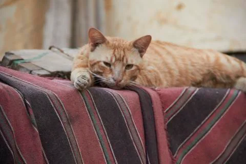 Close up for an orange cat laying down on a colorfull mat at day. Stock Photos