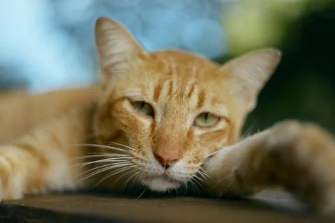 Close up orange cat lying Stock Photos