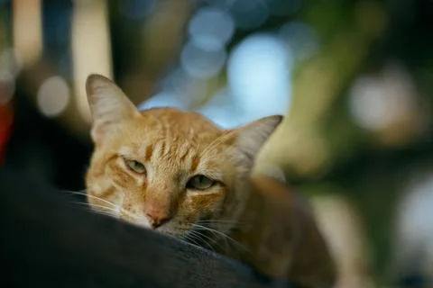 Close up orange cat lying Stock Photos