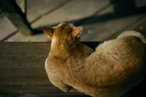 Close up orange cat lying Stock Photos