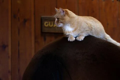 Close-up of an orange cat resting inside a barn, looking cozy and relaxed. Foto stock