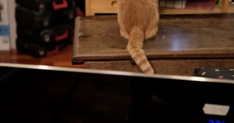 Close-up of orange cat tail twitching Stock Footage 329152683