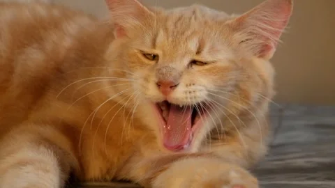 Close up Orange cat wakes up, opens eyes and yawns Stock Footage 291622542
