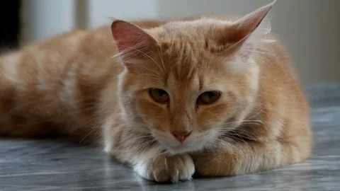 Close up of orange cat waking up Stock Footage 293175306