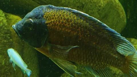 Close up of orange cichlid fish Stock Footage 245046559
