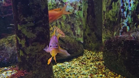 Close up of orange cichlid fish Stock Footage 245046916