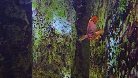 A Close up of an orange cichlid fish Stock Footage 245059243
