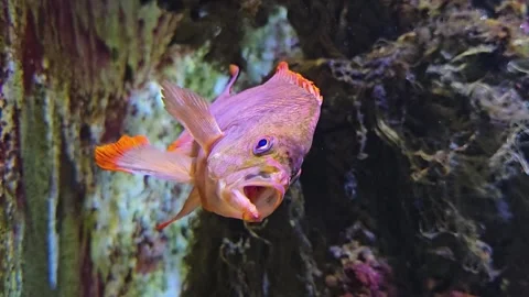 Close up of orange cichlid fish  Stock Footage 275509775