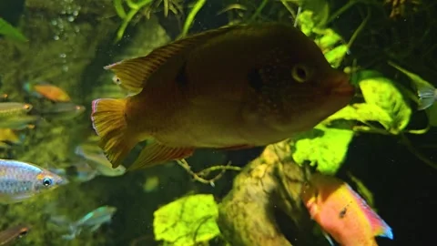 Close up of orange cichlid fish  Stock Footage 275865884