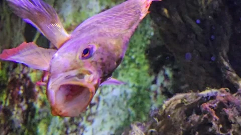 Close up of an orange cichlid fish Stock Footage 296837455