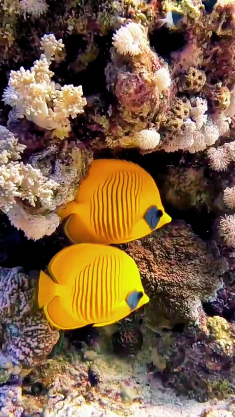Close-up of Orange Clownfish Nestled in Protective Sea Anemone Stock Footage 337756500