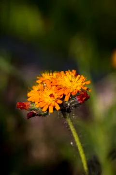 Close up of an orange corn flower Stock Photos