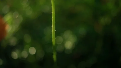 Close up of Orange Cosmos Stock Footage 93803025