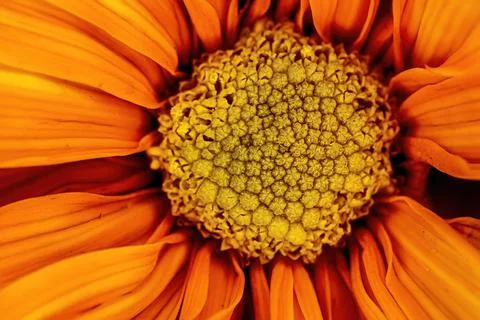 Close up of a orange daisy Stock Photos