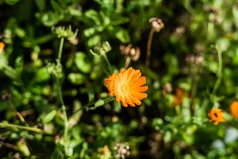 Close up of orange daisy with shallow depth of field Stock-Fotos