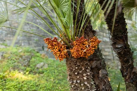 Close-up of orange dates growing on a palm tree Stock Photos