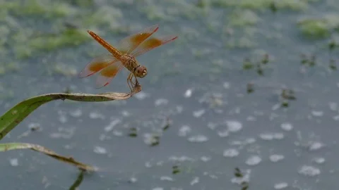 Close up orange dragonfly on grass Video stock 76494255