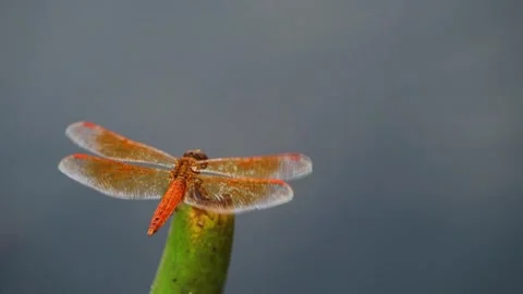 Close Up of Orange Dragonfly Perched on Green Stem Above Water Stock Footage 346740397