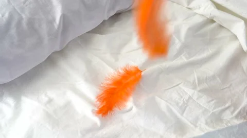 Close Up of orange feather flying on the bed Stock Footage 168742737