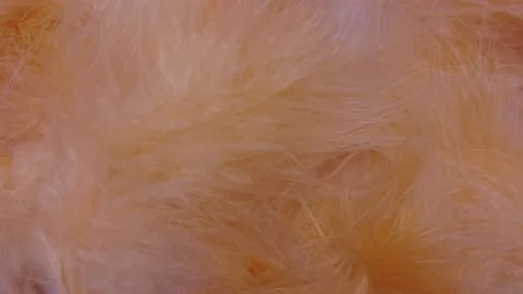 Close up orange feathers in slow motion. Stock Footage 233769104