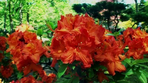 Close Up of a Orange flower. Stock Footage 91254372