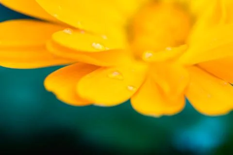 Close up of an orange flower Stock Photos