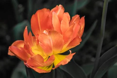 Close up of a orange flower Stock Photos